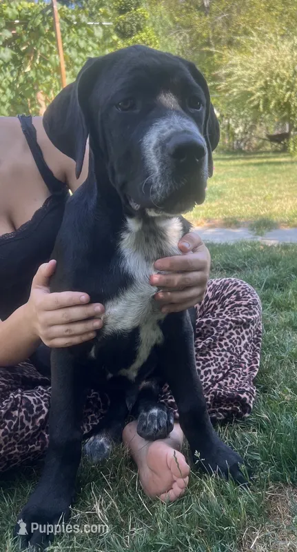 Cane Corso Great Dane Mix Dante Junior  – Cane Corso puppy for sale in Bothell, WA
