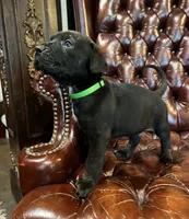 Cane Corso Great Dane Mix Brindle Rhino, a male Cane Corso for sale in Bothell, WA – 2 of 4