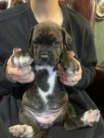 Onyx , a female Cane Corso and Labrador Retriever for sale in Bothell, WA – 8 of 9