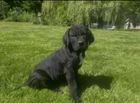 Nugget, a female Cane Corso for sale in Bothell, WA – 7 of 7