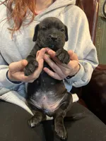 Nero, a male Cane Corso and Labrador Retriever for sale in Bothell, WA – 4 of 8