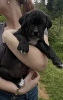 Vector, a male Cane Corso for sale in Bothell, WA – 4 of 4
