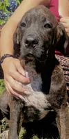 Cane Corso Great Dane Onyx, a female Cane Corso for sale in Bothell, WA – 3 of 5