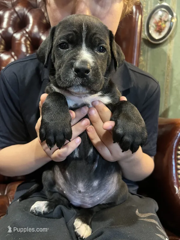 Lucy – Cane Corso puppy for sale in Bothell, WA