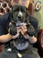 Lucy, a female Cane Corso and Labrador Retriever for sale in Bothell, WA – 2 of 7