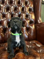Nugget, a female Cane Corso and Labrador Retriever for sale in Bothell, WA – 6 of 9