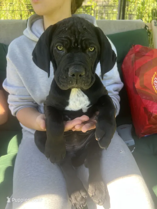 Nibblet  – Cane Corso puppy for sale in Bothell, WA
