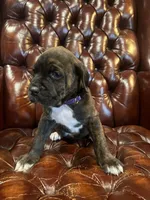 Onyx , a female Cane Corso and Labrador Retriever for sale in Bothell, WA – 9 of 9
