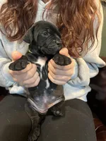 Nugget, a female Cane Corso and Labrador Retriever for sale in Bothell, WA – 8 of 9
