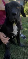 Cane Corso Great Dane Tinkerbell, a female Cane Corso for sale in Bothell, WA – 3 of 4