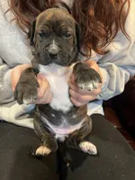 Ginger, a female Cane Corso and Labrador Retriever for sale in Bothell, WA – 2 of 8