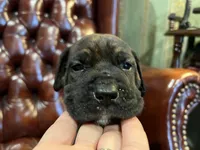 Diesel , a male Cane Corso and Labrador Retriever for sale in Bothell, WA – 2 of 9