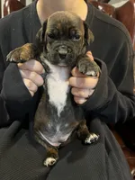 Chestnut , a female Cane Corso and Labrador Retriever for sale in Bothell, WA – 6 of 6
