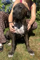 Cane Corso Great Dane Onyx, a female Cane Corso for sale in Bothell, WA – 4 of 5