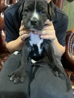 Lucy, a female Cane Corso and Labrador Retriever for sale in Bothell, WA – 3 of 7
