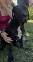Cane Corso Great Dane Tinkerbell, a female Cane Corso for sale in Bothell, WA – 4 of 4