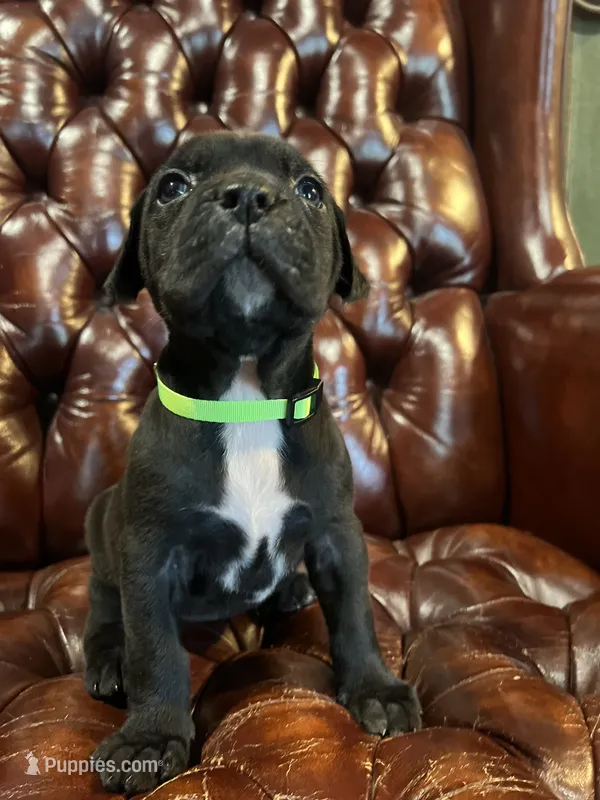Nugget – Cane Corso, Labrador Retriever puppy for sale in Bothell, WA