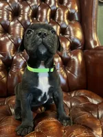 Nugget, a female Cane Corso and Labrador Retriever for sale in Bothell, WA – 1 of 9