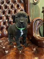 Nero, a male Cane Corso and Labrador Retriever for sale in Bothell, WA – 5 of 8