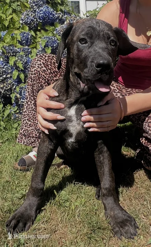 Corso / Dane Nero  – Great Dane, Cane Corso puppy for sale in Bothell, WA