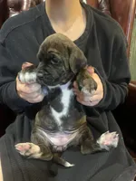 Onyx , a female Cane Corso and Labrador Retriever for sale in Bothell, WA – 7 of 9