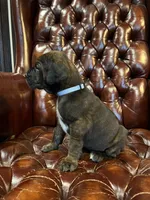 Diesel , a male Cane Corso and Labrador Retriever for sale in Bothell, WA – 9 of 9