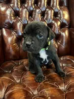 Nugget, a female Cane Corso and Labrador Retriever for sale in Bothell, WA – 9 of 9