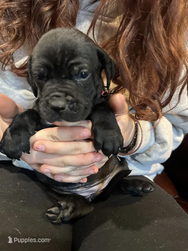 Nibblet  – Cane Corso, Labrador Retriever puppy for sale in Bothell, WA