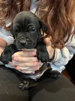 Nibblet , a female Cane Corso and Labrador Retriever for sale in Bothell, WA – 1 of 5