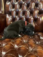Lucy, a female Cane Corso and Labrador Retriever for sale in Bothell, WA – 7 of 7