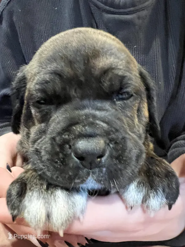 Onyx  – Cane Corso, Labrador Retriever puppy for sale in Bothell, WA