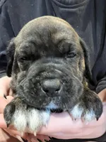 Onyx , a female Cane Corso and Labrador Retriever for sale in Bothell, WA – 1 of 9