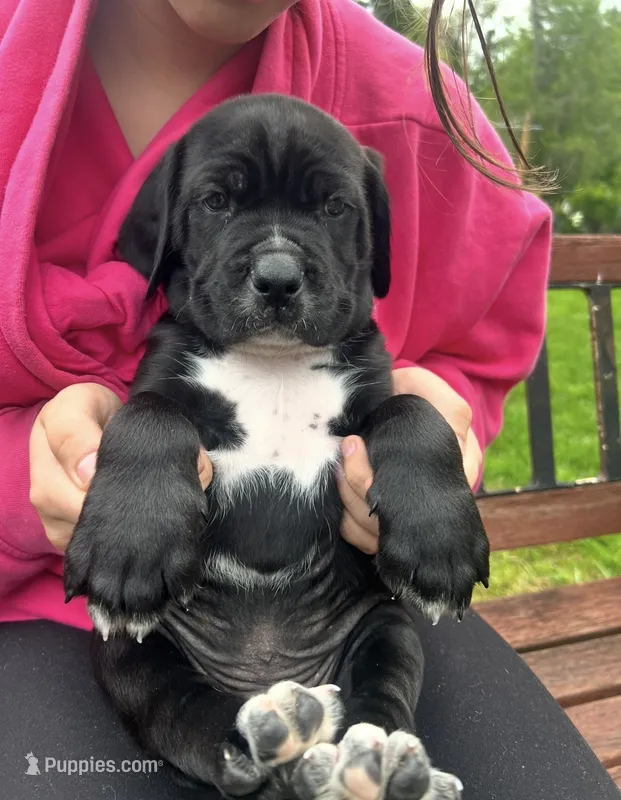 Vector – Cane Corso puppy for sale in Bothell, WA