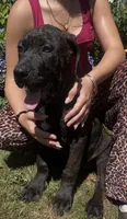 Corso / Dane Nero , a male Great Dane and Cane Corso for sale in Bothell, WA – 3 of 5