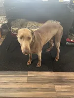 Lada, a female Doberman Pinscher for sale in Bothell, WA – Photo 4 of 4