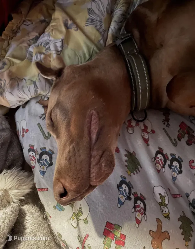Lada – Doberman Pinscher puppy for sale in Bothell, WA