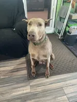 Lada, a female Doberman Pinscher for sale in Bothell, WA – Photo 1 of 4