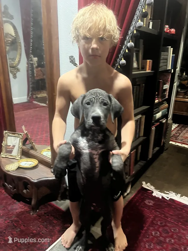 Lucy – Cane Corso puppy for sale in Bothell, WA