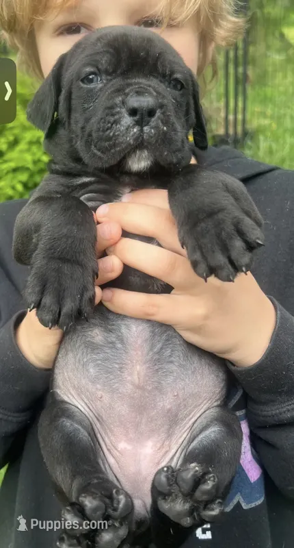 Nugget – Cane Corso puppy for sale in Bothell, WA
