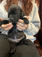 Nibblet , a female Cane Corso and Labrador Retriever for sale in Bothell, WA – 3 of 5