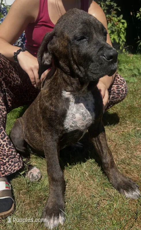 Cane Corso Great Dane Onyx – Cane Corso puppy for sale in Bothell, WA