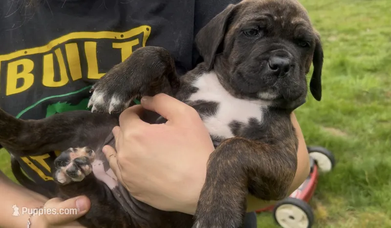 Onyx  – Cane Corso puppy for sale in Bothell, WA