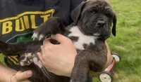 Onyx , a female Cane Corso for sale in Bothell, WA – 1 of 10