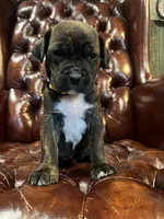 Chestnut , a female Cane Corso and Labrador Retriever for sale in Bothell, WA – 2 of 6
