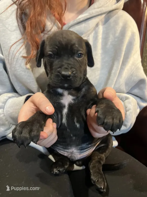 Cane Corso Great Dane Mix Brindle Rhino – Cane Corso puppy for sale in Bothell, WA