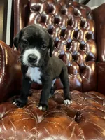 Dante Junior , a male Cane Corso and Labrador Retriever for sale in Bothell, WA – 8 of 8
