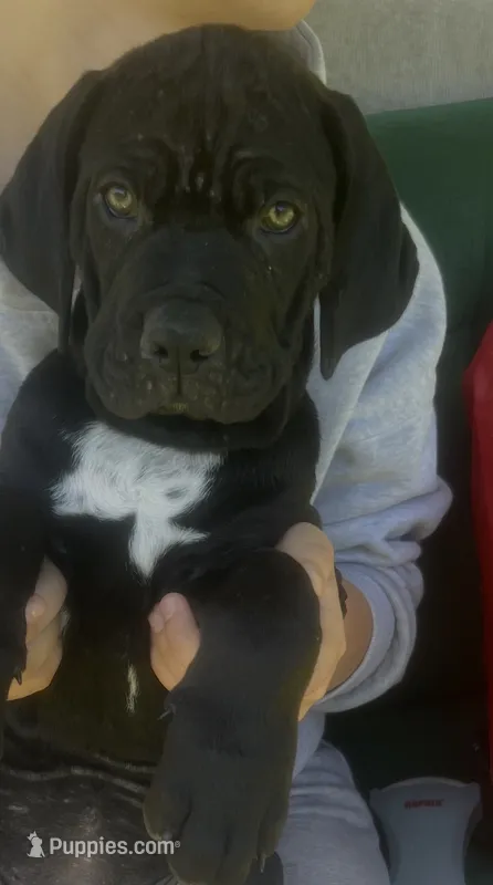 Cane Corso Great Dane Mix Nibblet  – Cane Corso puppy for sale in Bothell, WA
