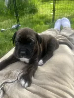 Onyx , a female Hungarian Wirehaired Vizsla and Cane Corso for sale in Bothell, WA – 3 of 4