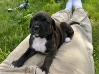Onyx , a female Hungarian Wirehaired Vizsla and Cane Corso for sale in Bothell, WA – 1 of 4
