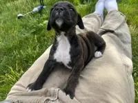 Onyx , a female Hungarian Wirehaired Vizsla and Cane Corso for sale in Bothell, WA – 4 of 4